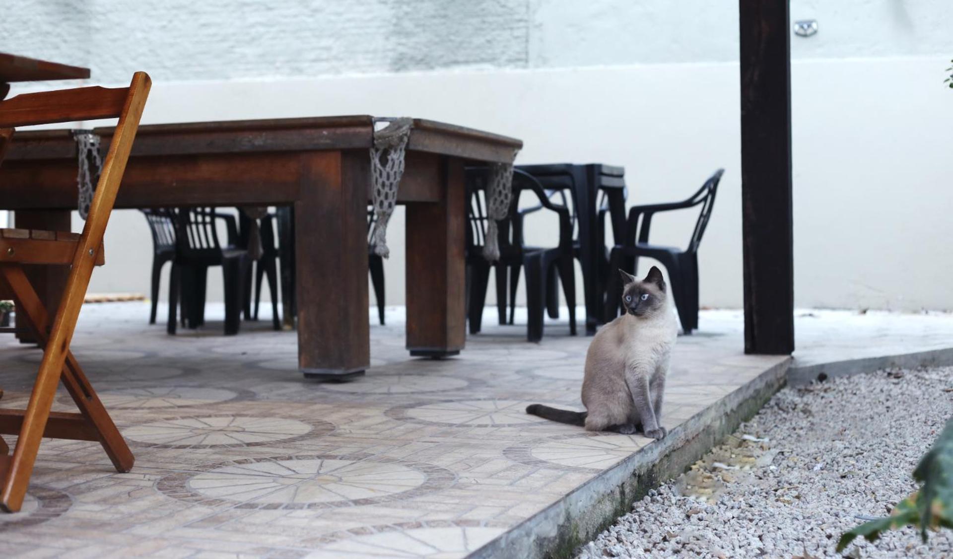 Sagui * Florianopolis